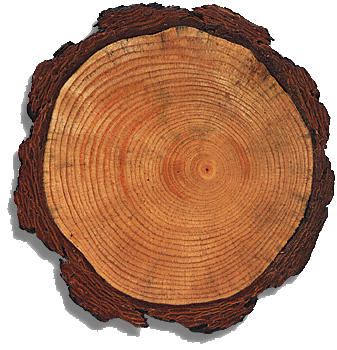 Growth rings, the memories of trees  