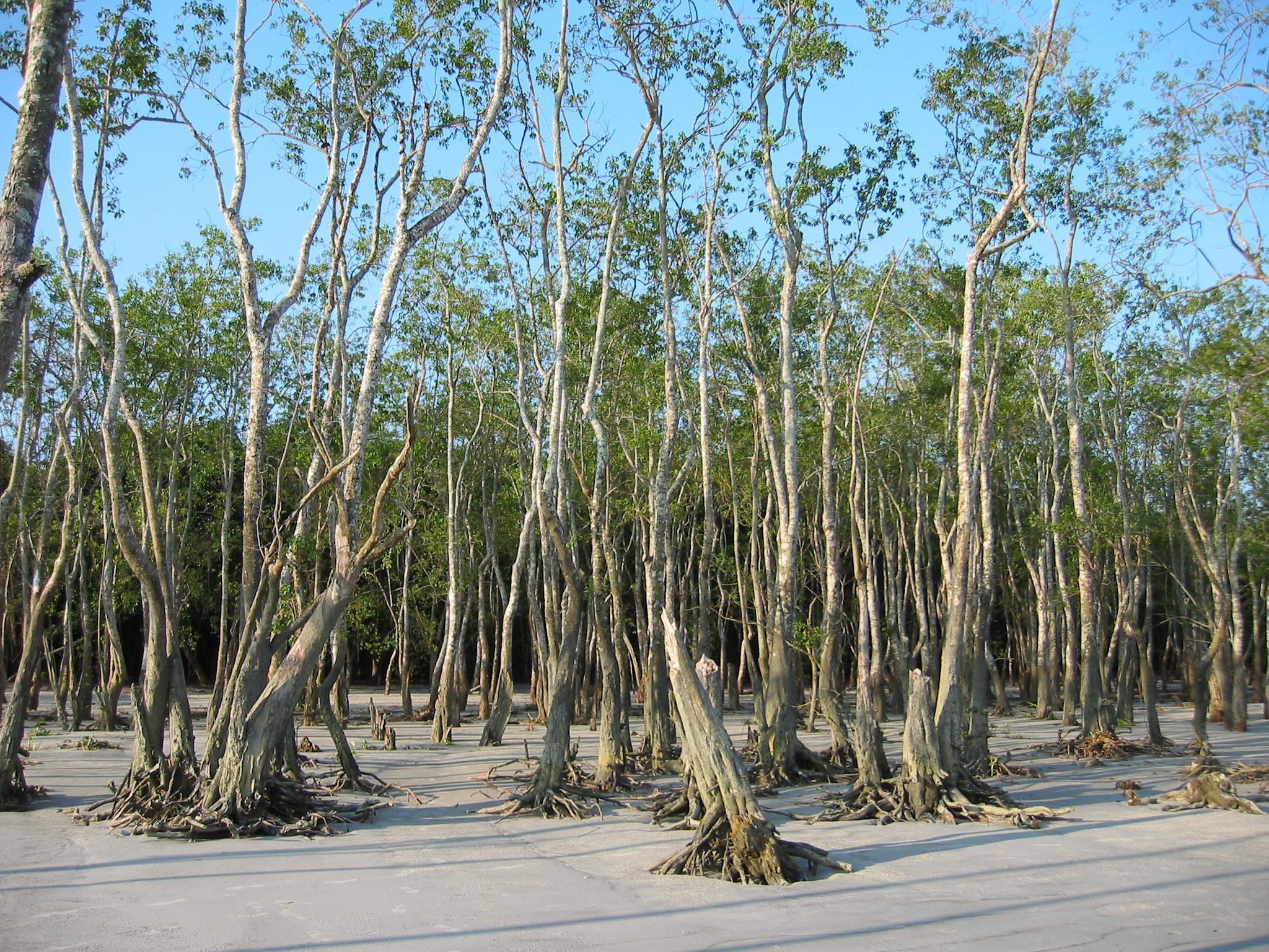 Mangrove forests are threatened by coastal development (Source: www.sundarban.org)