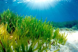 Seagrass meadows play a critical role in the carbon cycle (photo: M. Sanfélix)