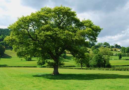 An oak tree in Wales (John Haynes)
